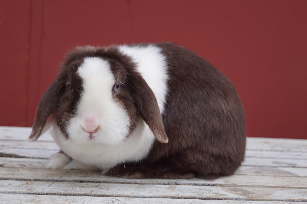 Beundringsværdig sti grundlæggende Kaniner – Rabbits
